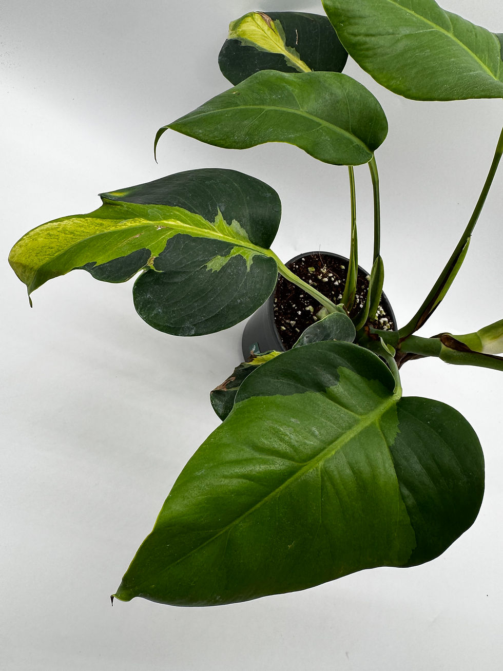 Miniaturbild: Monstera White Lava Mutation Multicolor Variegata