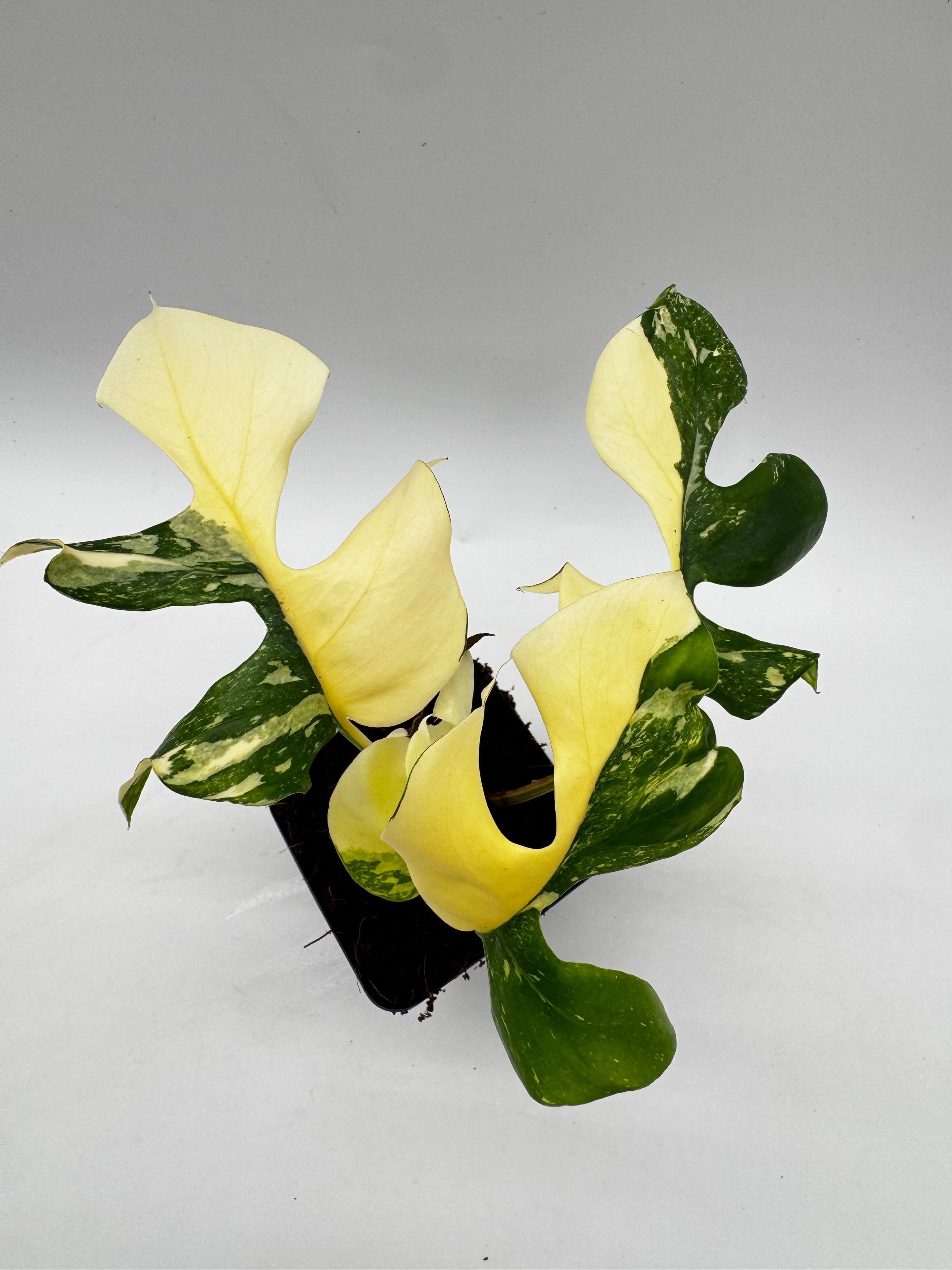 Rhaphidophora Tetrasperma Thai Constellation Variegata