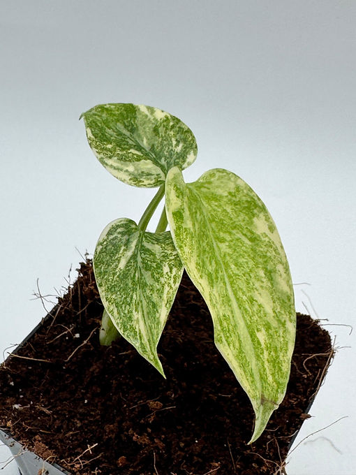 Monstera Thai Constellation Legacy Variegata | PK- Plants
