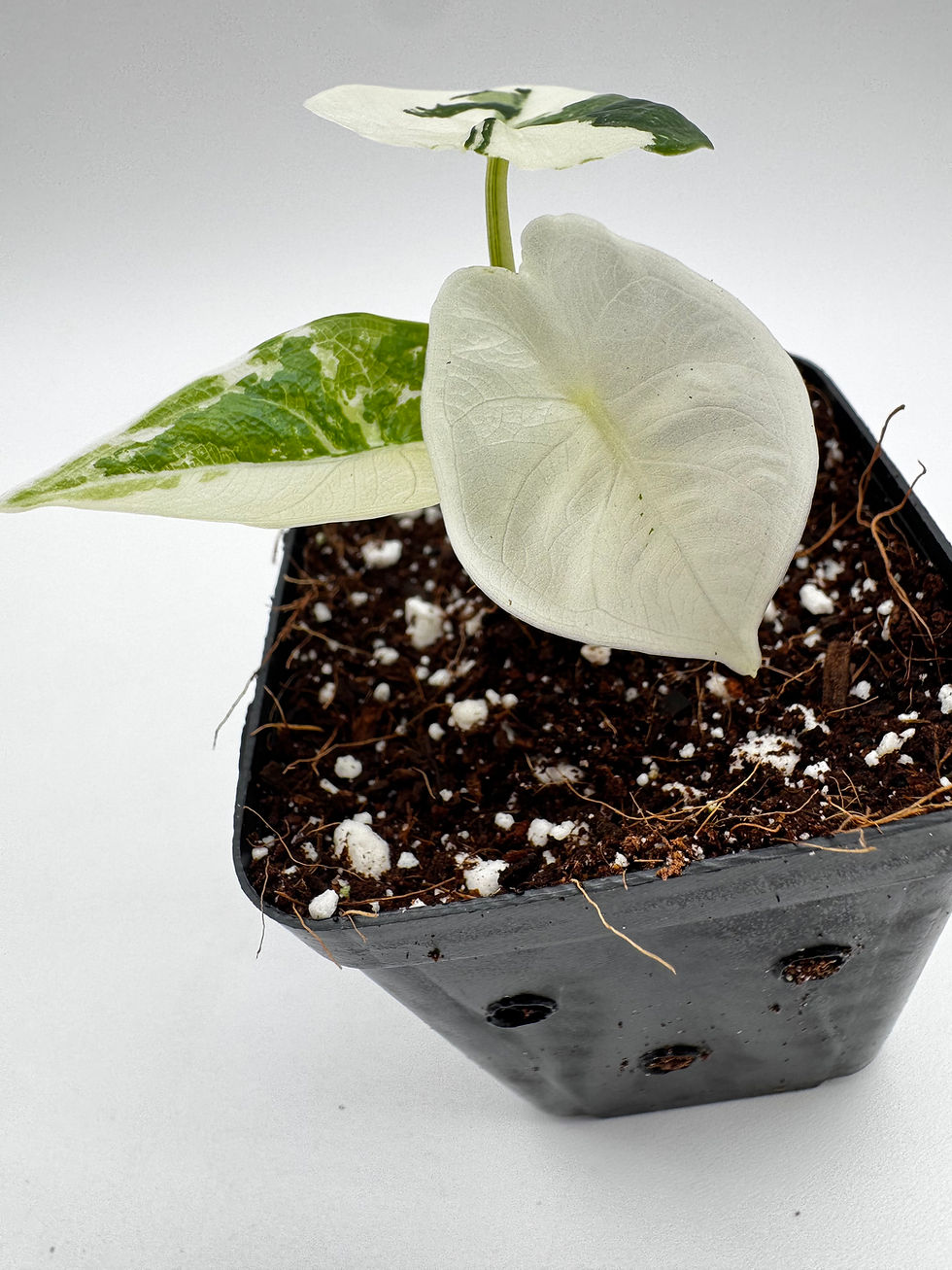 Miniaturbild: Alocasia Puncak Borneensis Variegata