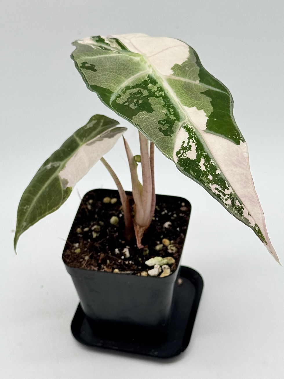Miniaturbild: Alocasia Polly Snow Pink Variegata