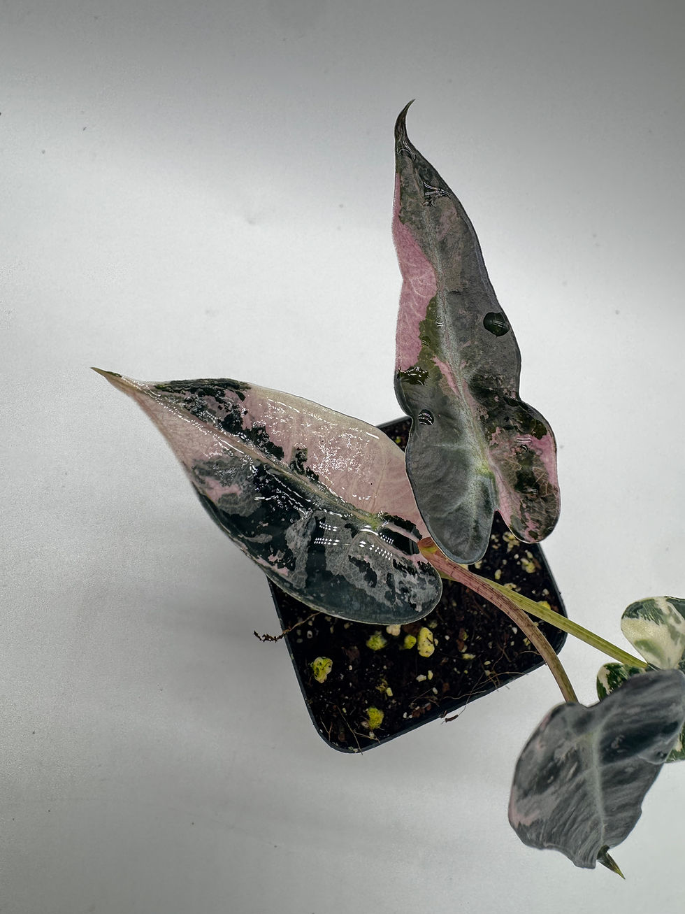 Miniaturbild: Alocasia Bambino Pink Variegata 