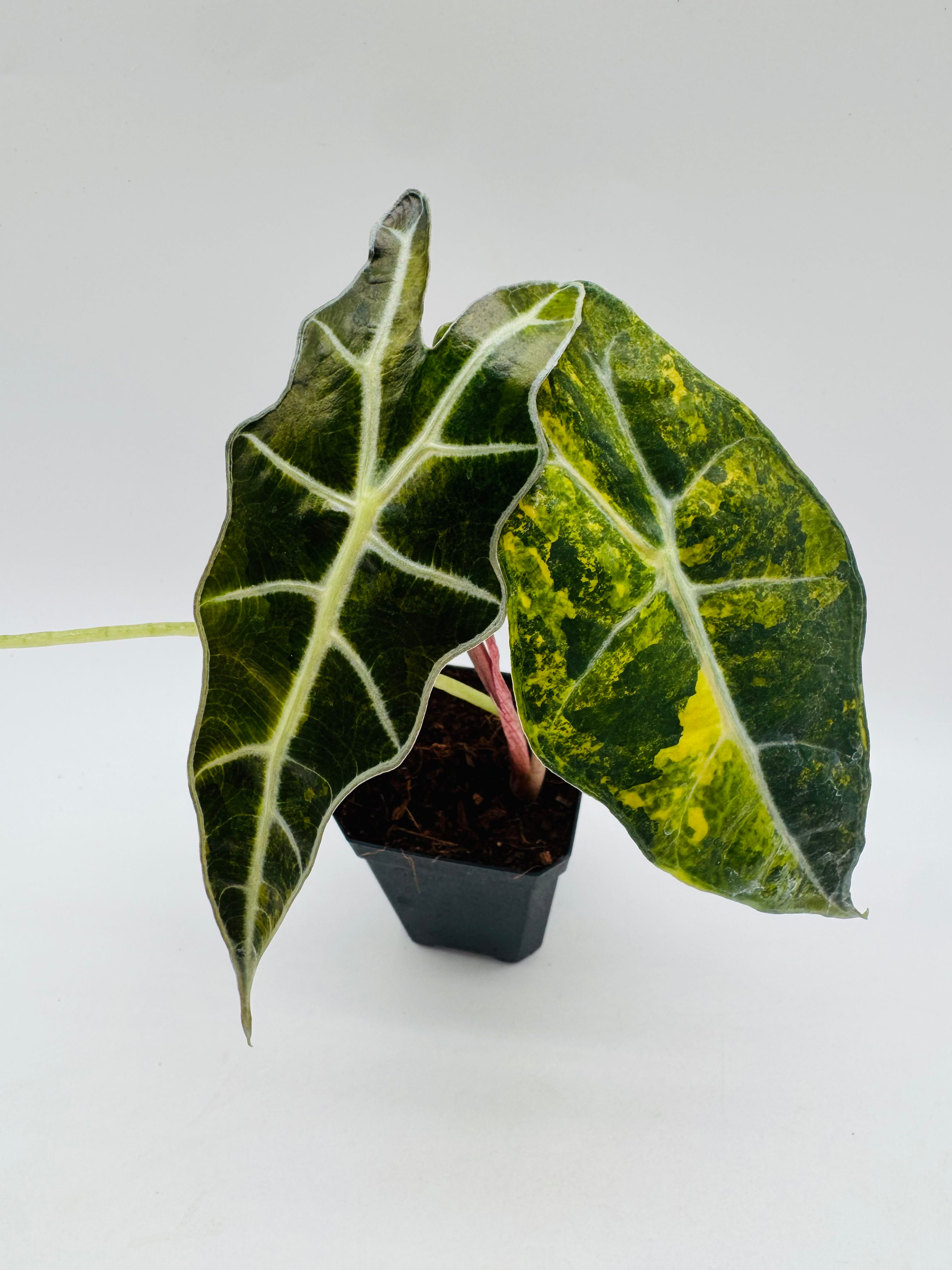 Alocasia Sanderiana Bull Aurea Variegata