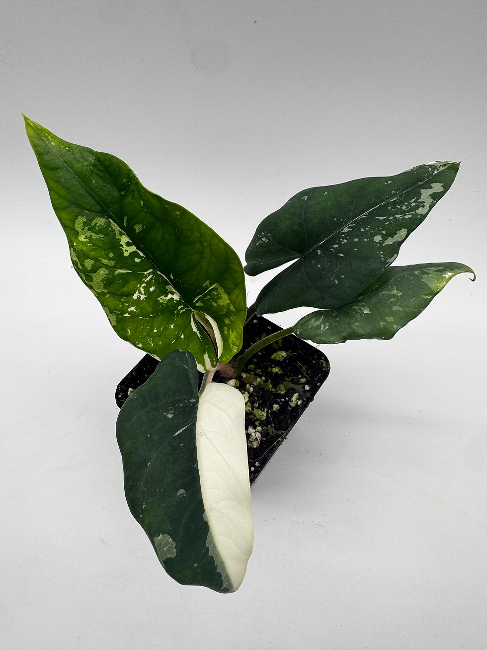 Miniaturbild: Alocasia Scabriuscula Variegata