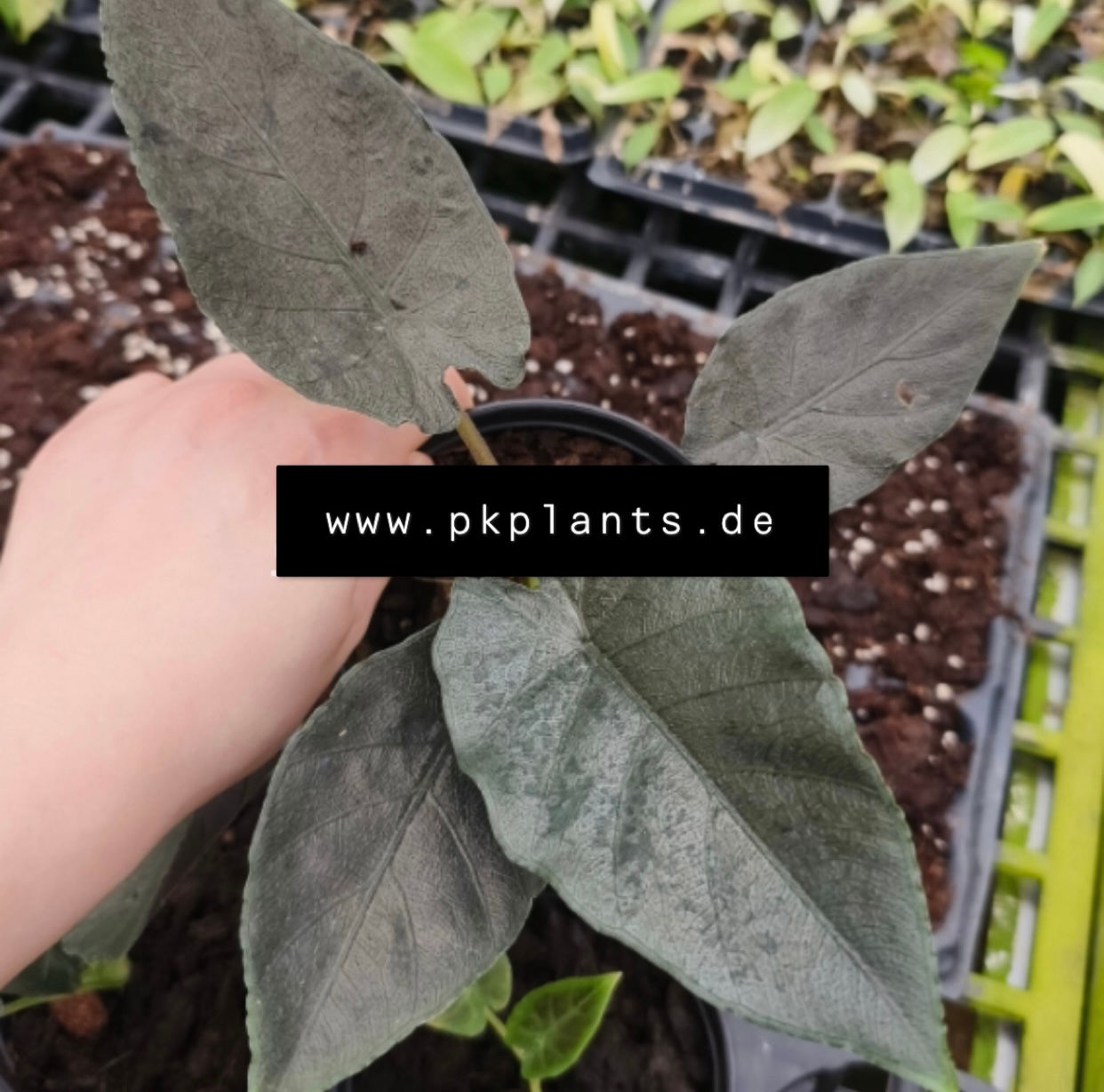 Alocasia Antoro Velvet 100pcs