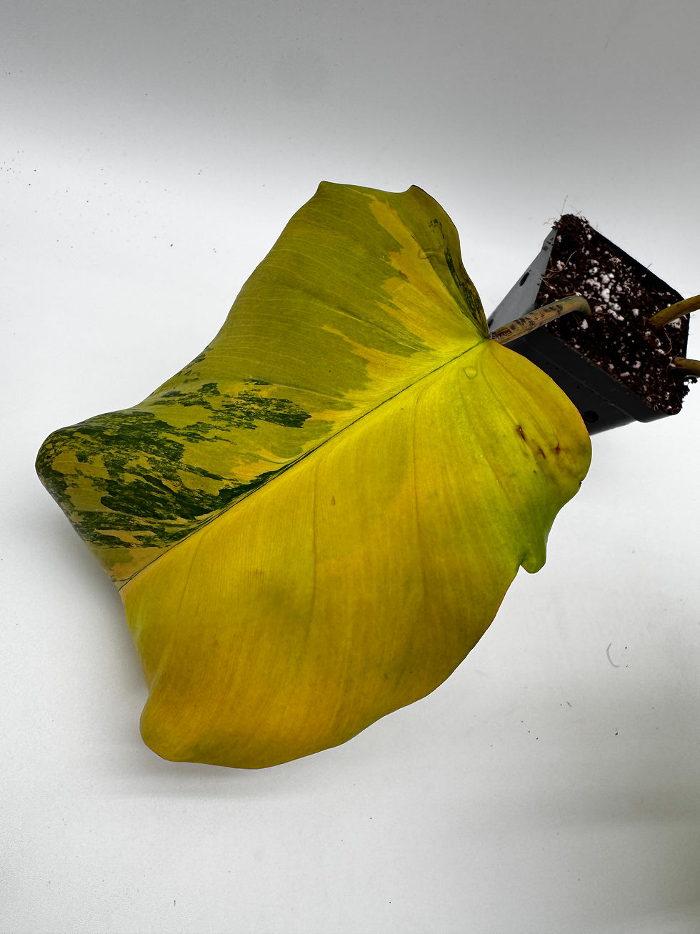 Miniaturbild: Philodendron Fiora Variegata (Florida Beauty x (Mayoi x Black Billietiae)