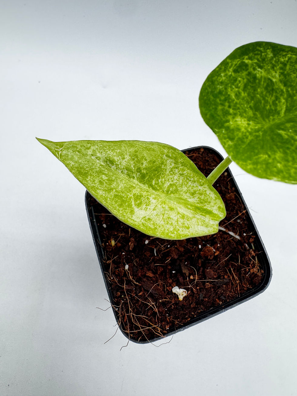 Miniaturbild: Alocasia Longiloba Mottled Mint Variegata aus Rhizom