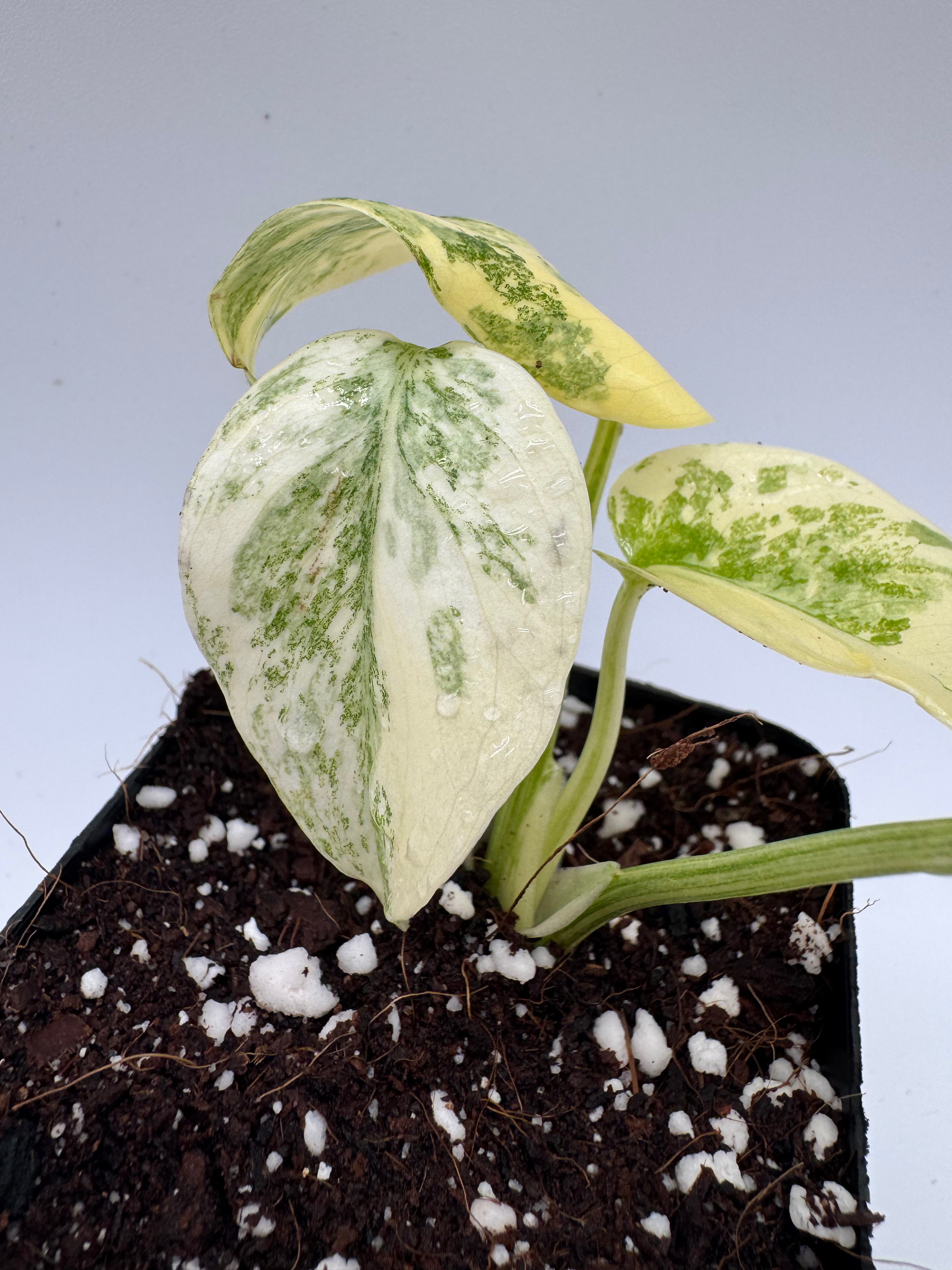 Monstera Thai Constellation Legacy Variegata