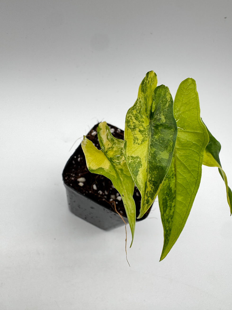 Miniaturbild: Alocasia Sabrina Narrow Aurea