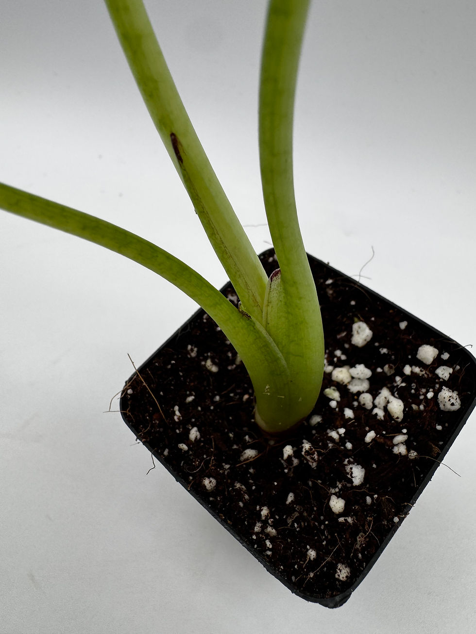 Miniaturbild: Alocasia Regal Shield Pink Variegata