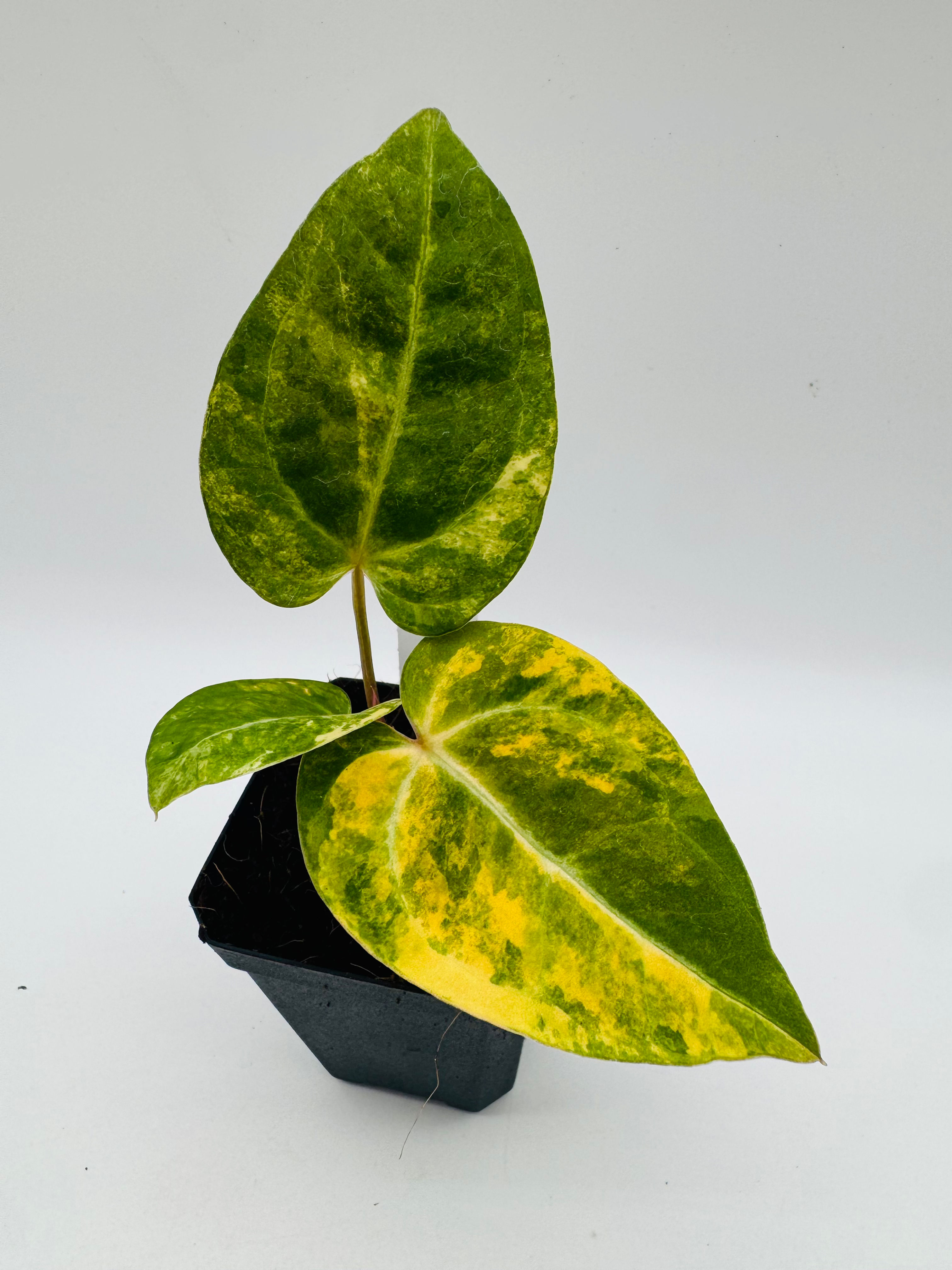 Anthurium (Papilliaminum Var. x Magnificum) x Anthurium SKG Silver