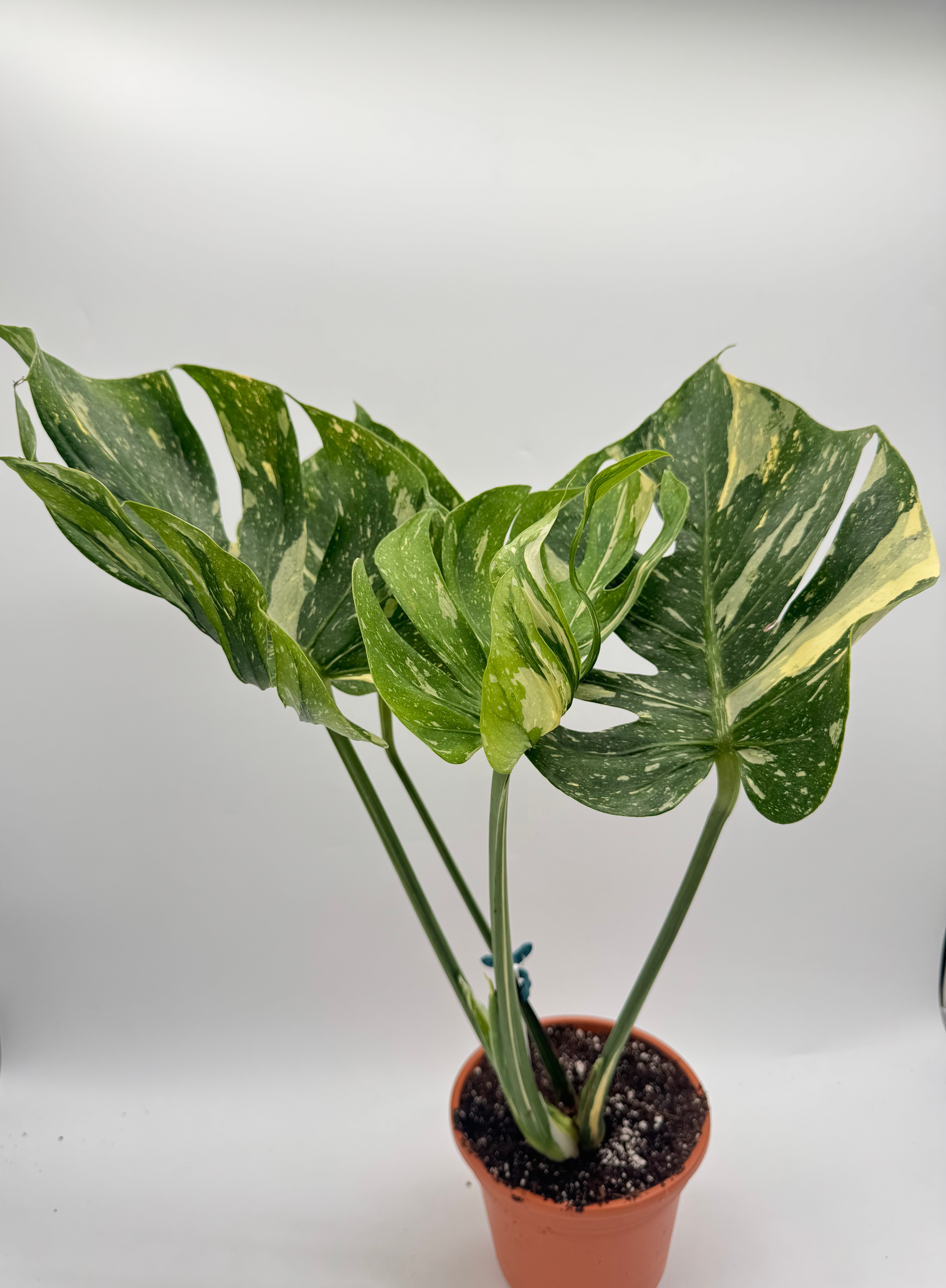 Monstera Medusa 
