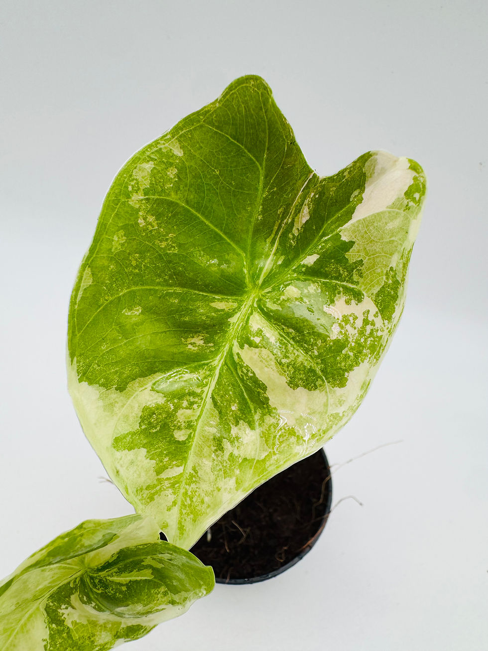Miniaturbild: Alocasia Golden Bone Pink Variegata
