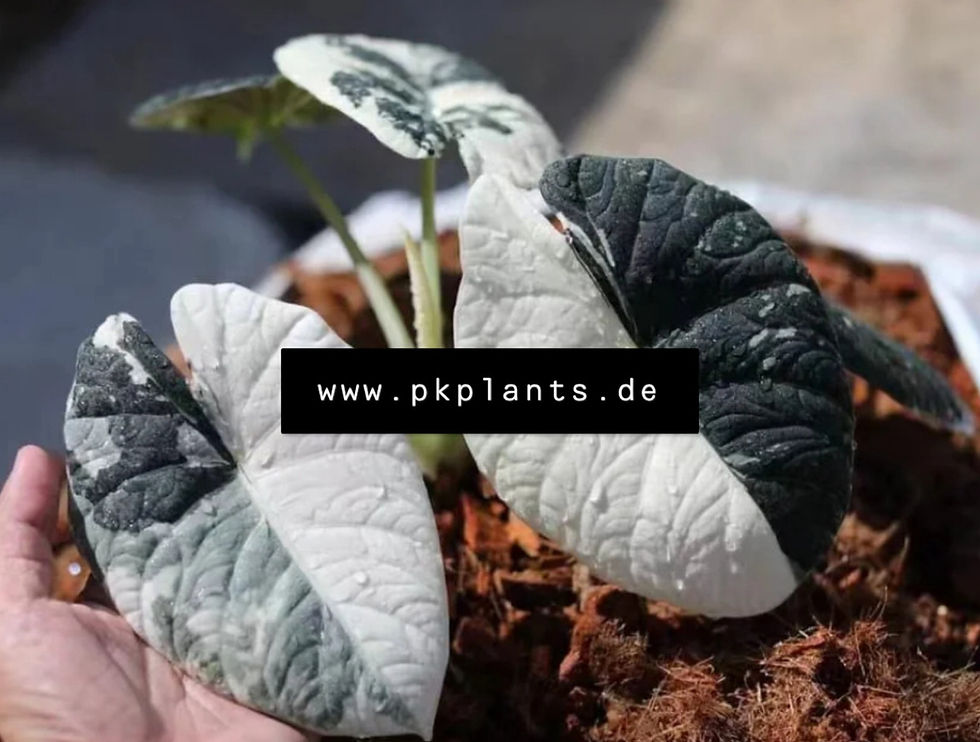 Alocasia Maharani Variegata 5pcs