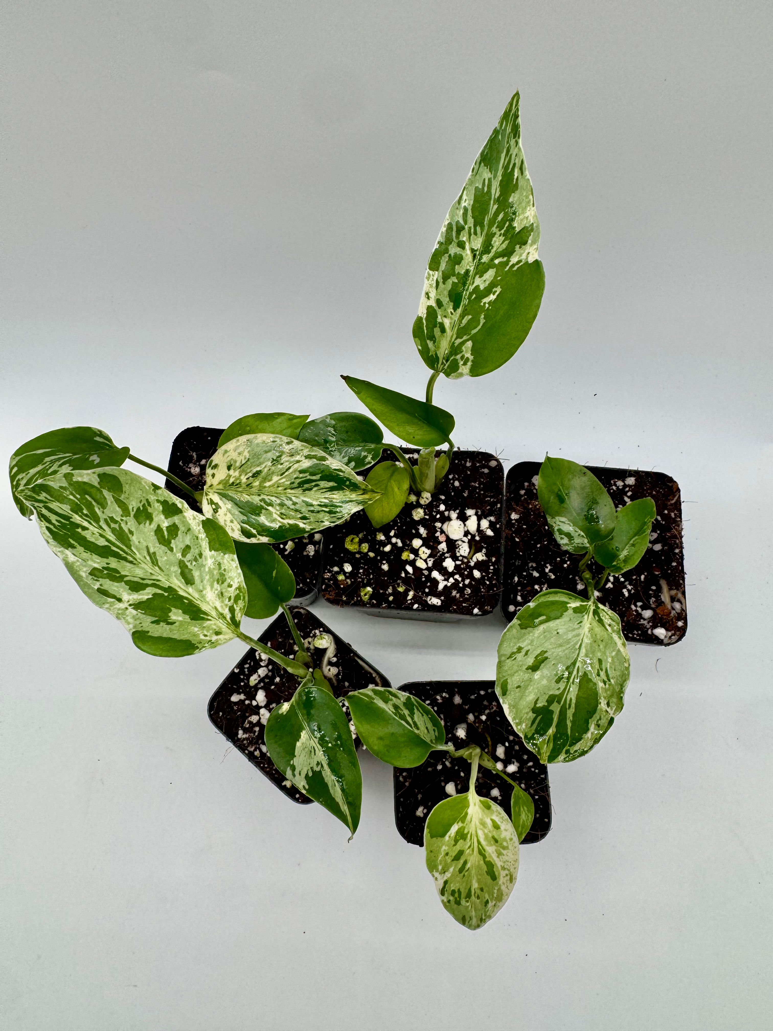 Monstera Bulbasaur Variegata 10 plants package deal 