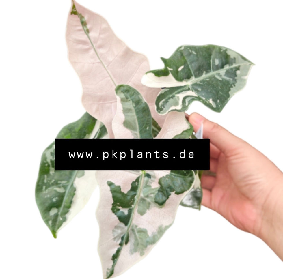 Alocasia Pseudo Sanderiana Pink Variegata 5pcs