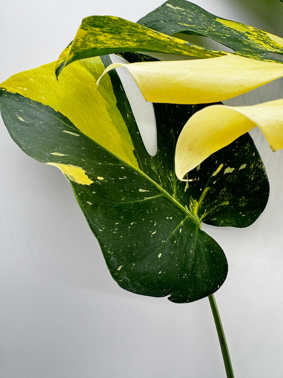 Miniaturbild: Monstera Thai Constellation Miracle Tricolor Variegata