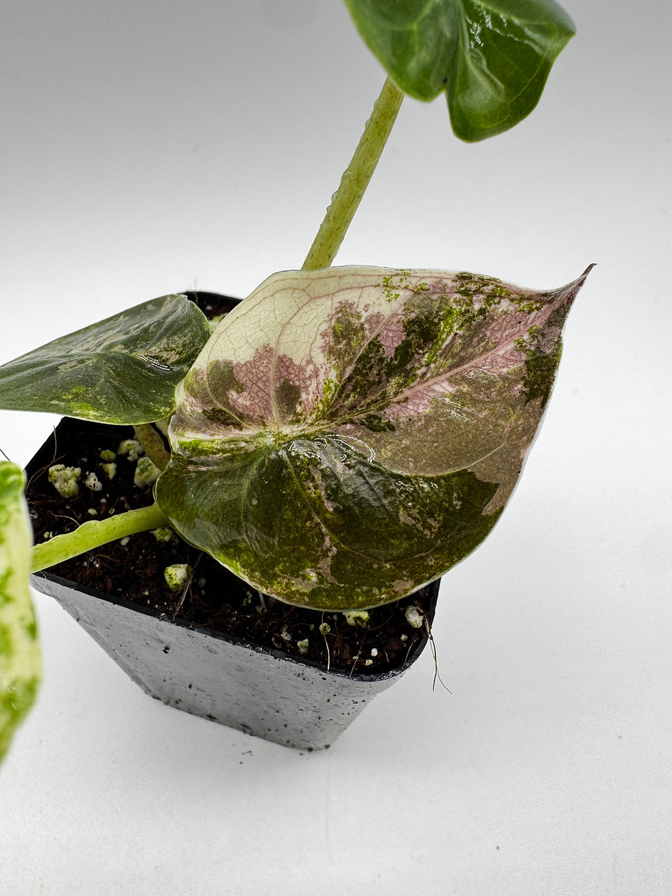 Miniaturbild: Alocasia Wentii Pink Variegata