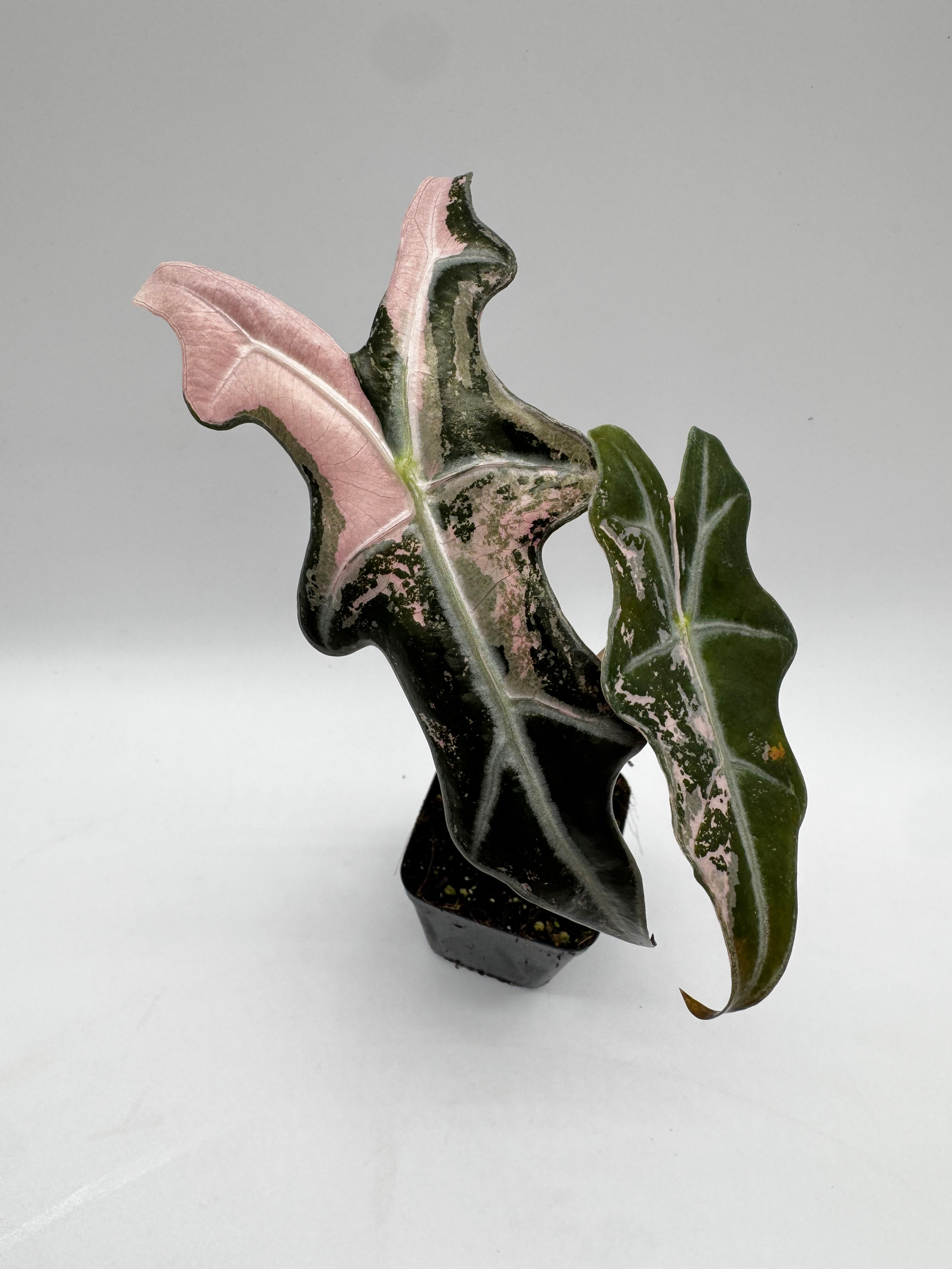 Alocasia Nobilis Pink Variegata