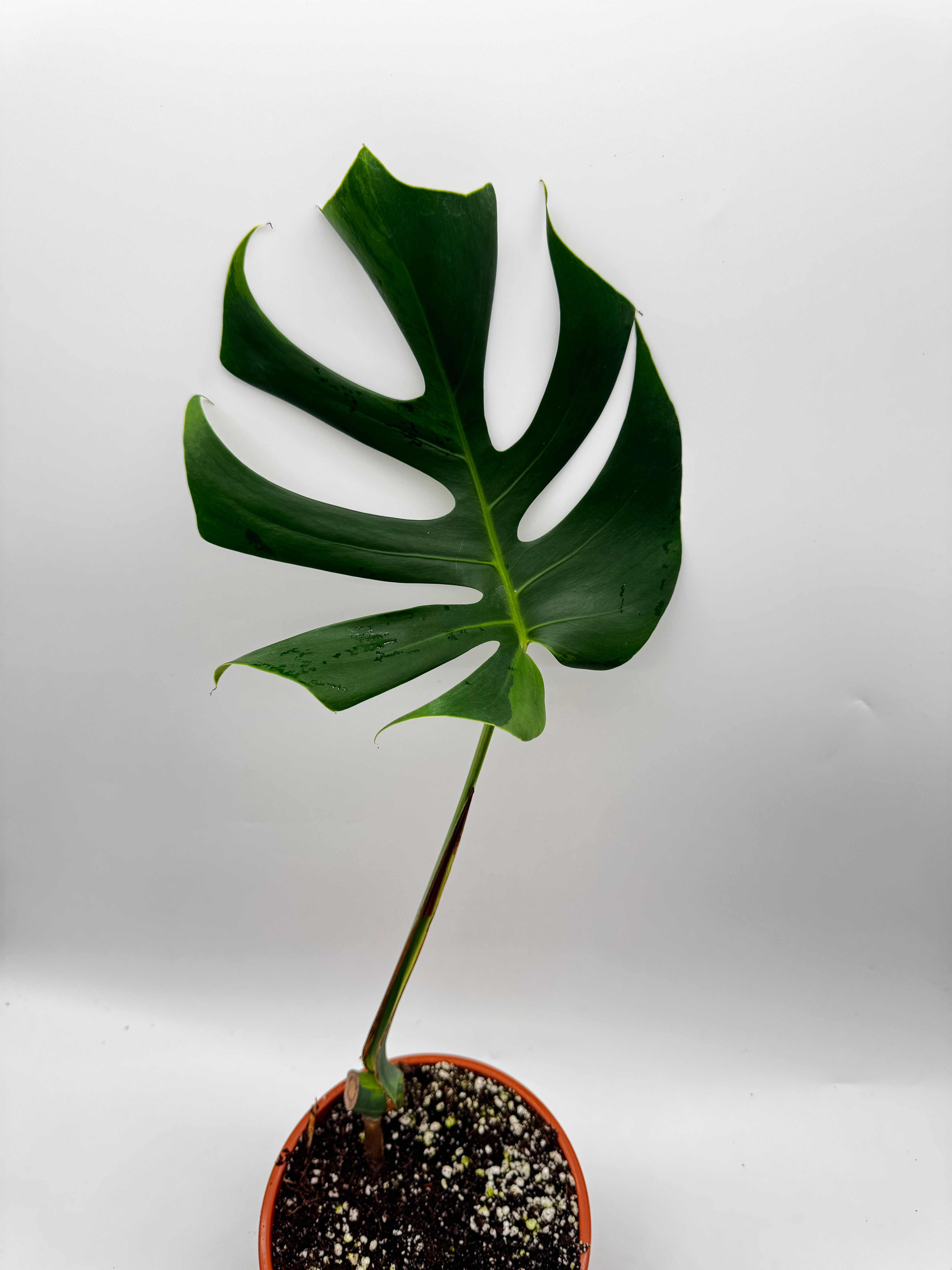 Monstera Light Lime Variegata Basis