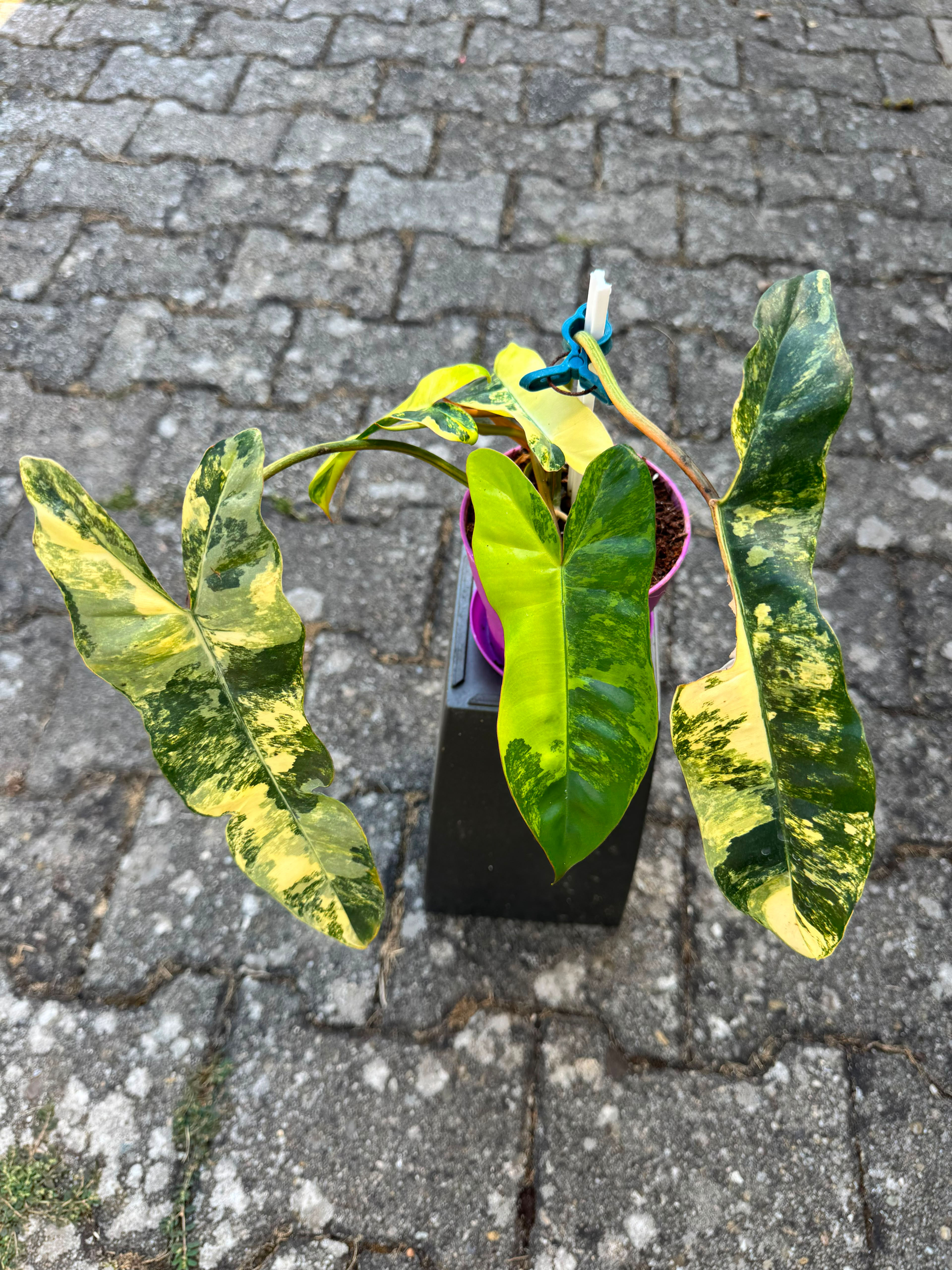 Philodendron Jennifer (Billietiae x Florida Beauty Variegata)
