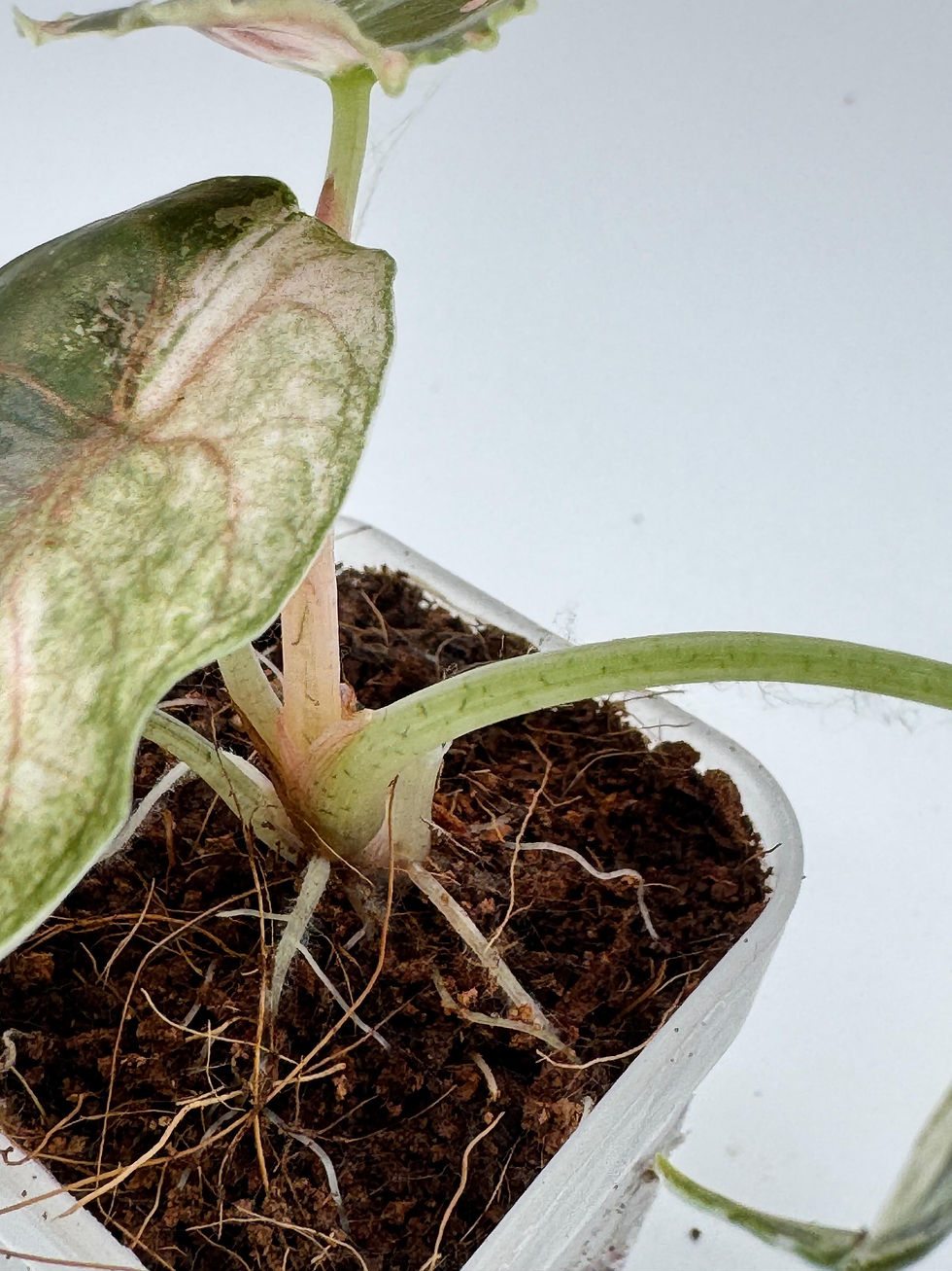 Thumbnail: Alocasia Azlanii Pink Variegata