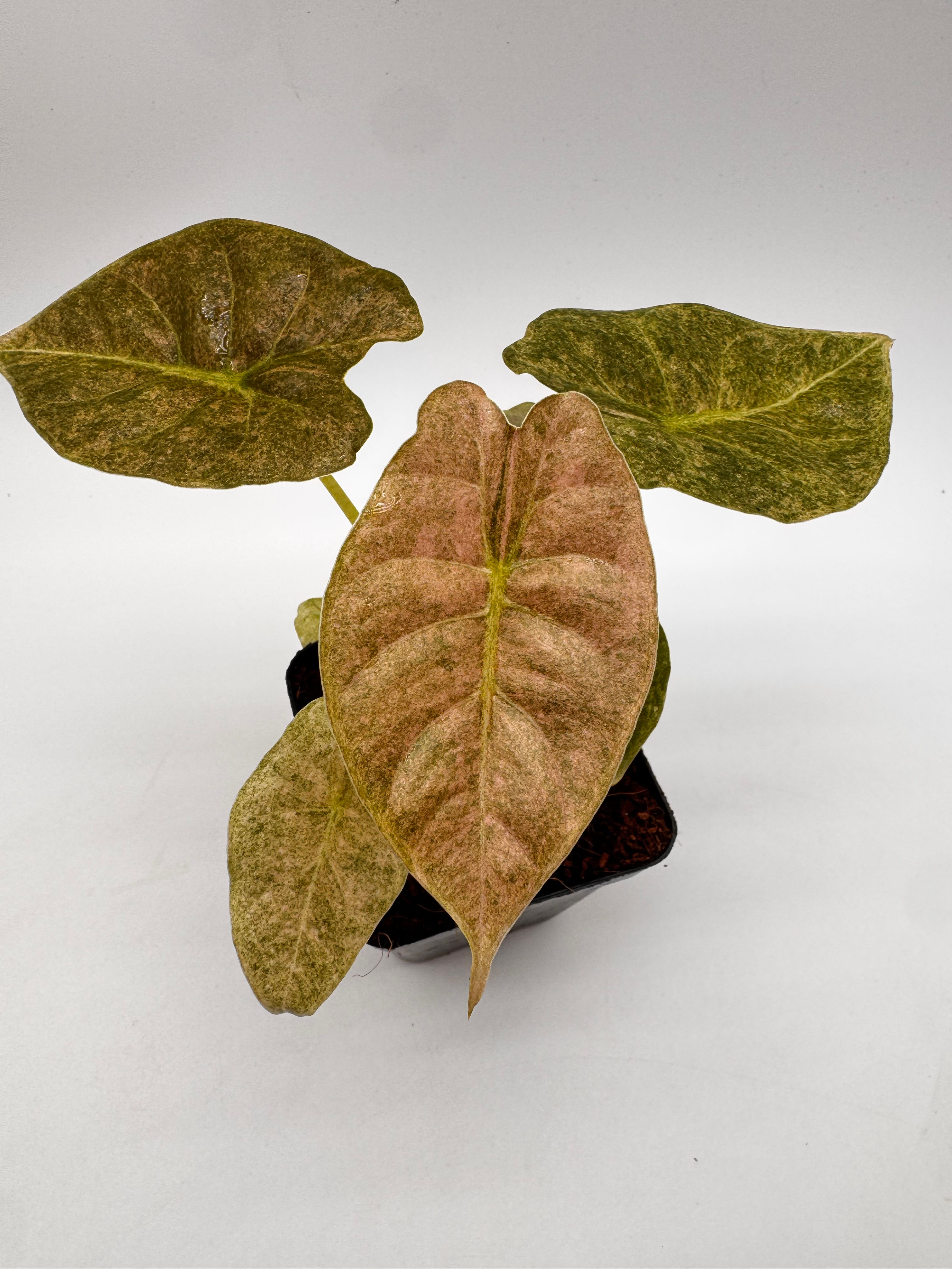 Alocasia Golden Bone Pink Mint Variegata