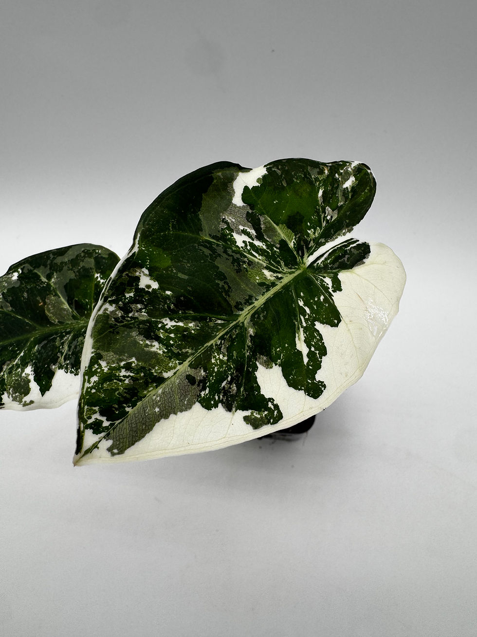 Miniaturbild: Alocasia Regal Shield Pink Variegata
