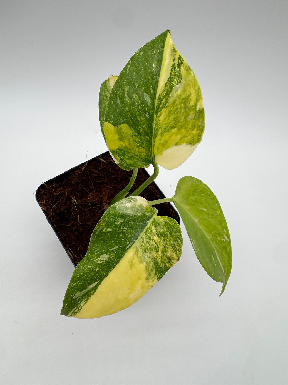 Miniaturbild: Monstera Thai Constellation Miracle Tricolor Variegata