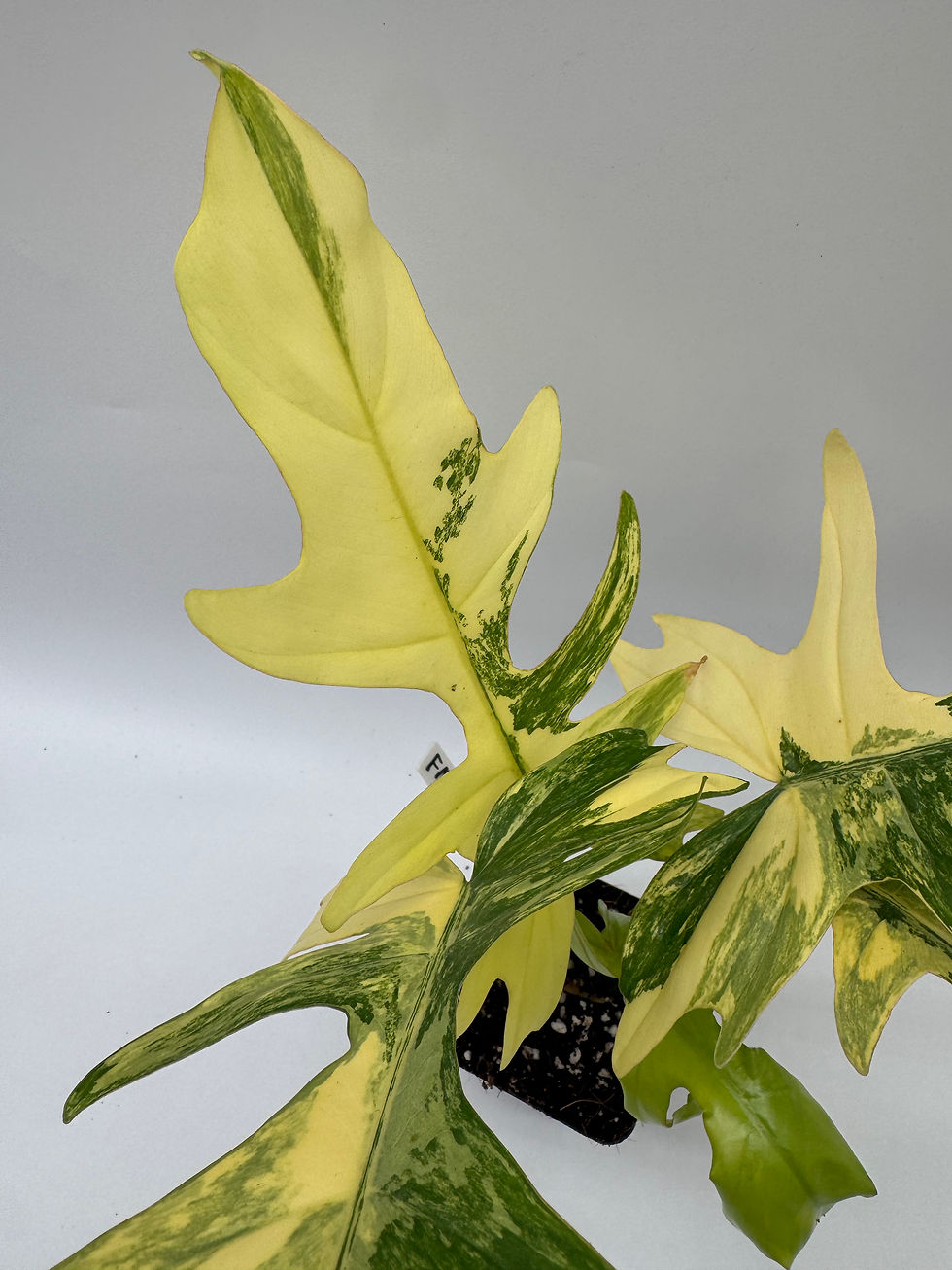 Miniaturbild: Philodendron (Florida Beauty x Mayoi) x Mayoi Variegata