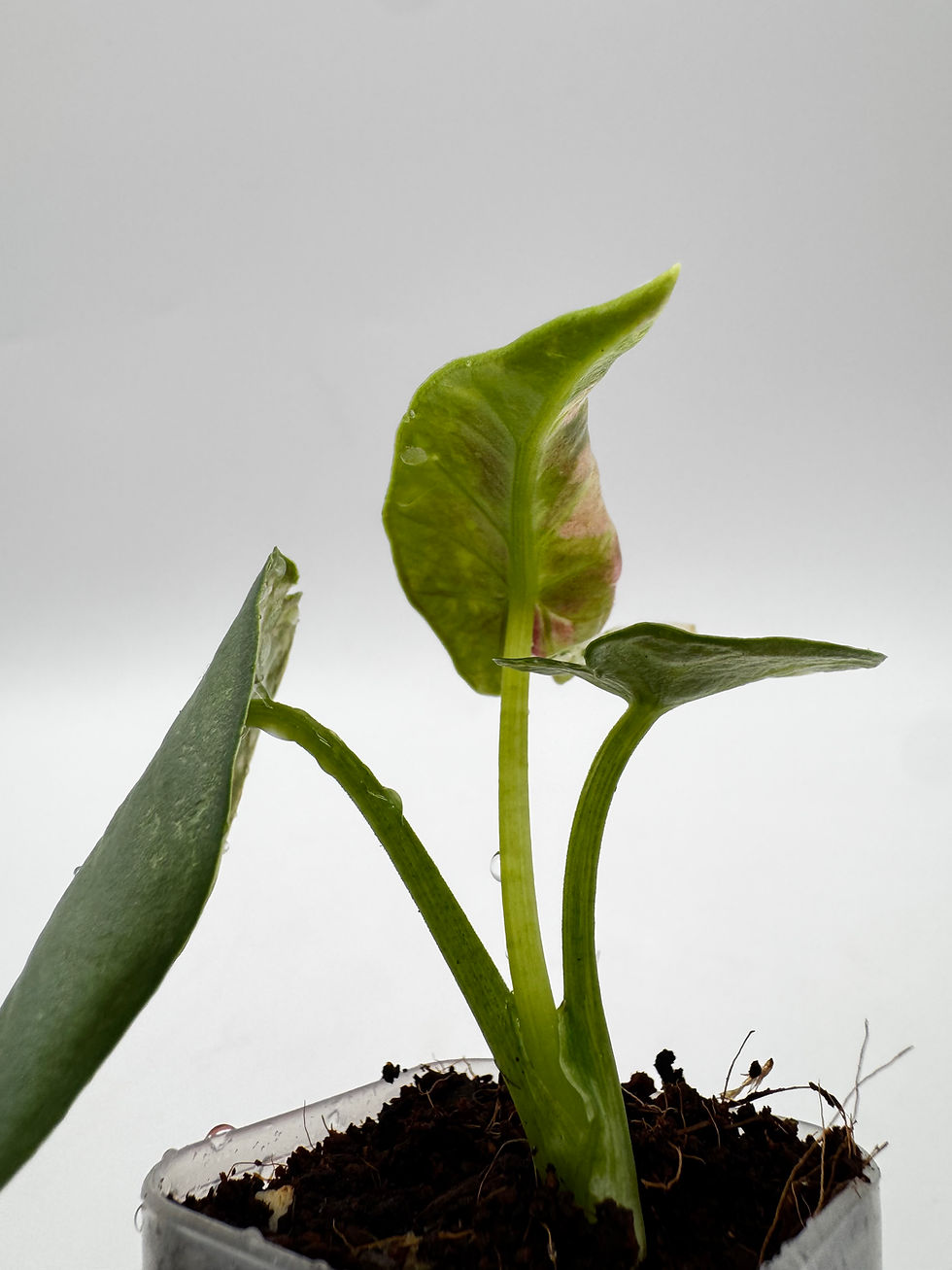 Miniaturbild: Alocasia Reginae Pink Variegata
