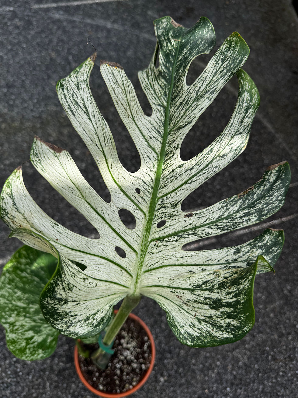 Miniaturbild: Monstera Devil Monster Variegata