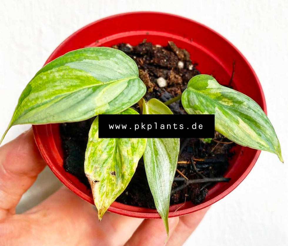 Philodendron Brandtianum Variegata 10pcs - on request