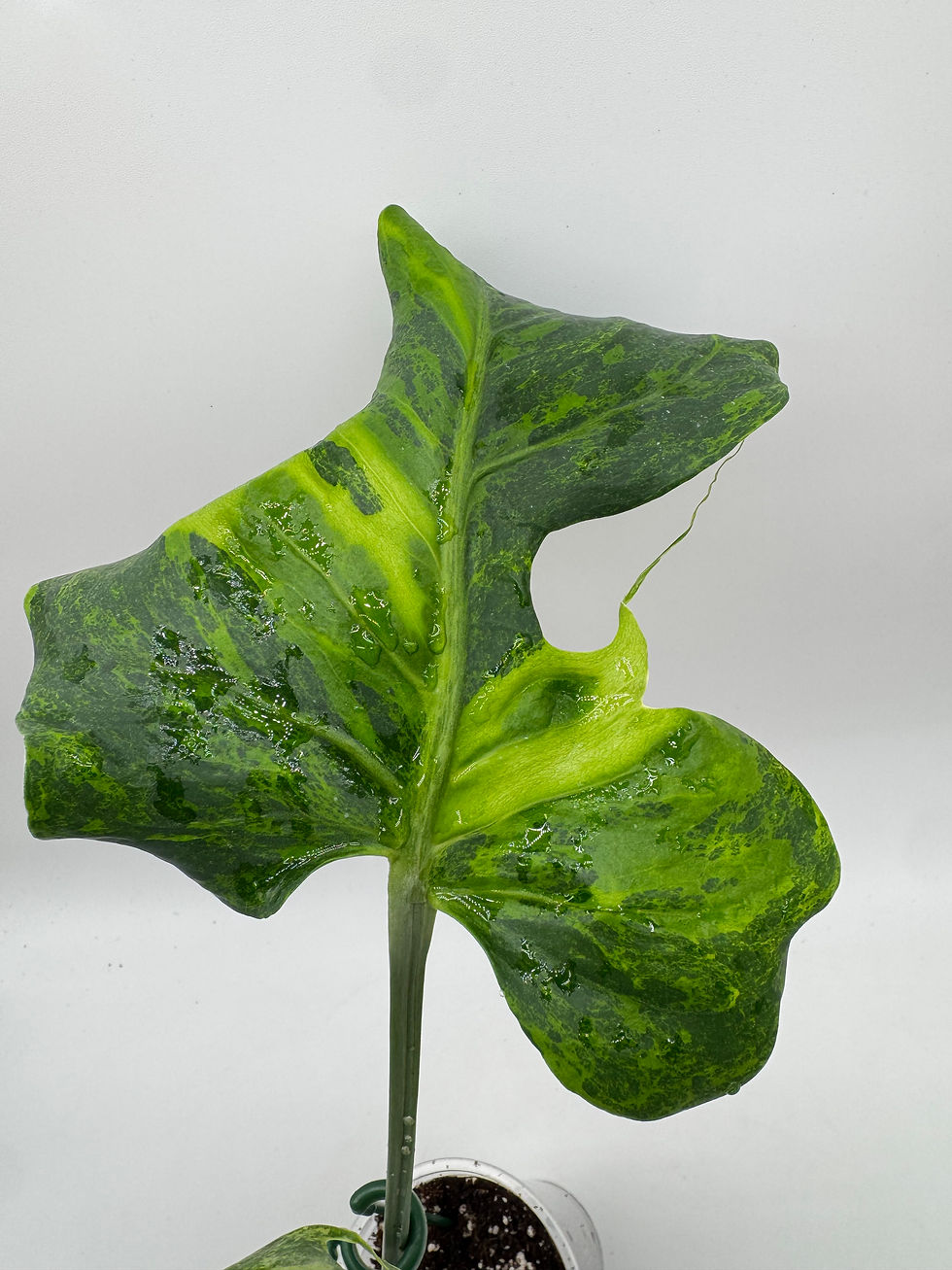 Miniaturbild: Monstera Ocean Green Coral Aurea Variegata