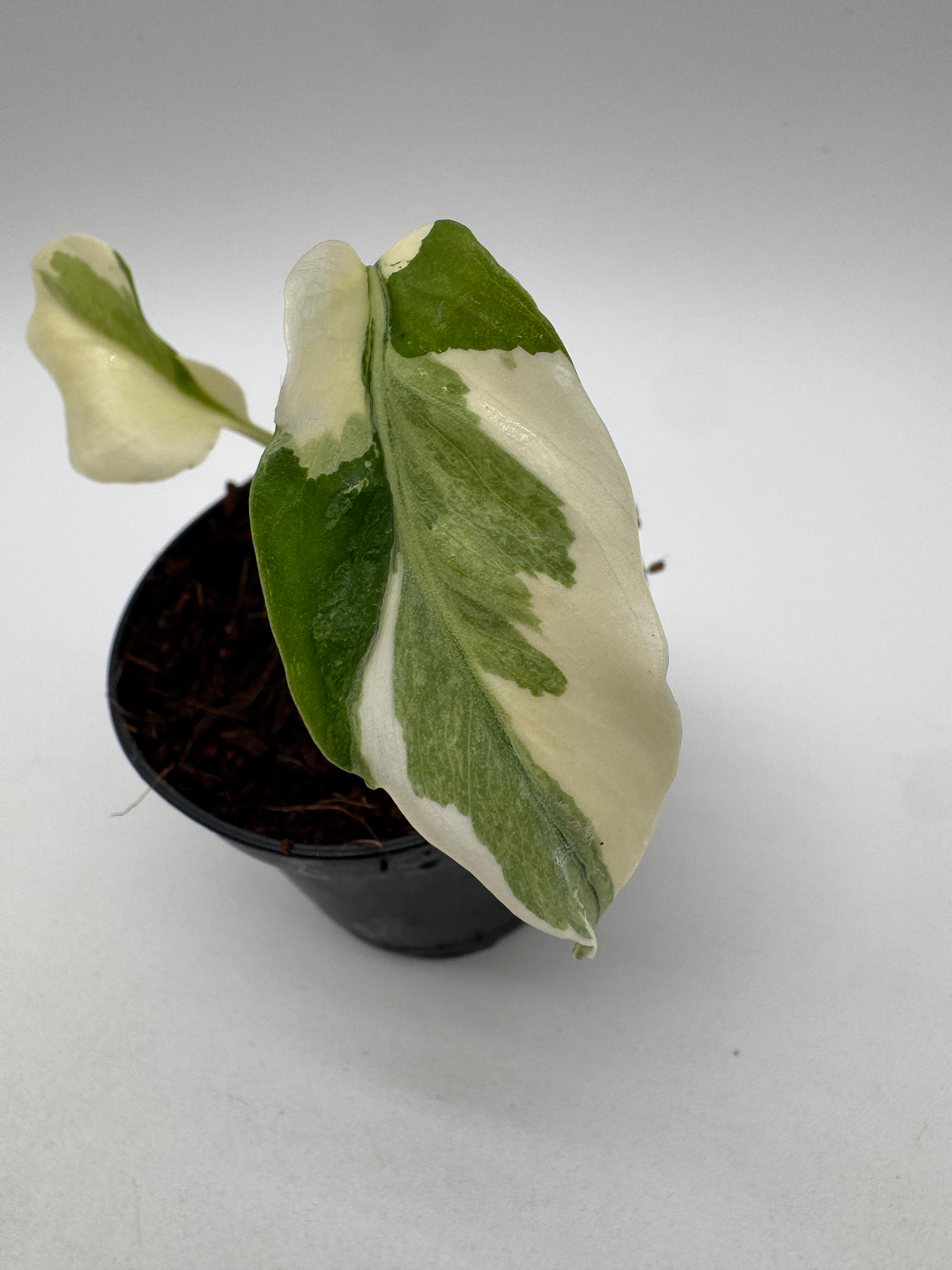 Monstera Deliciosa Albo Mutation Variegata