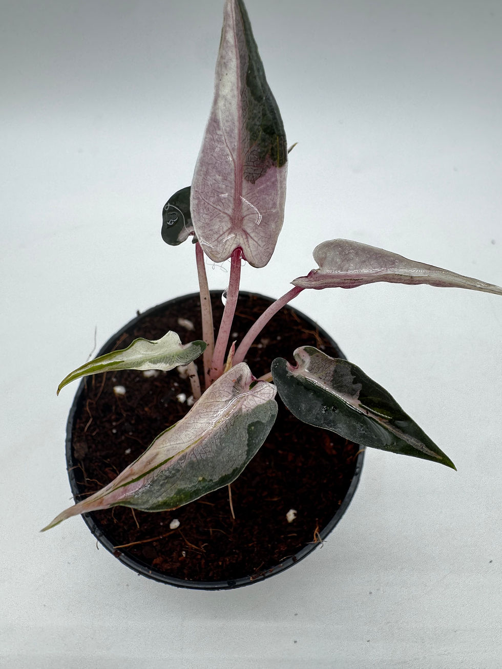 Miniaturbild: Alocasia Bambino Lava Pink Variegata