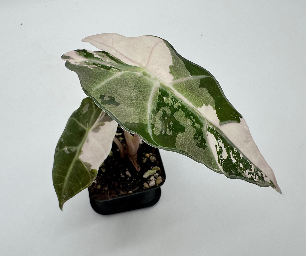 Miniaturbild: Alocasia Polly Snow Pink Variegata