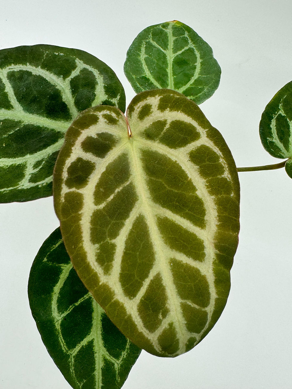 Miniaturbild: Anthurium Greigexdocblockf2 x  Sweetlove x Pedatoradiatum Variegata