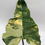 Miniaturbild: Philodendron Fiora Variegata (Florida Beauty x (Mayoi x Black Billietiae)
