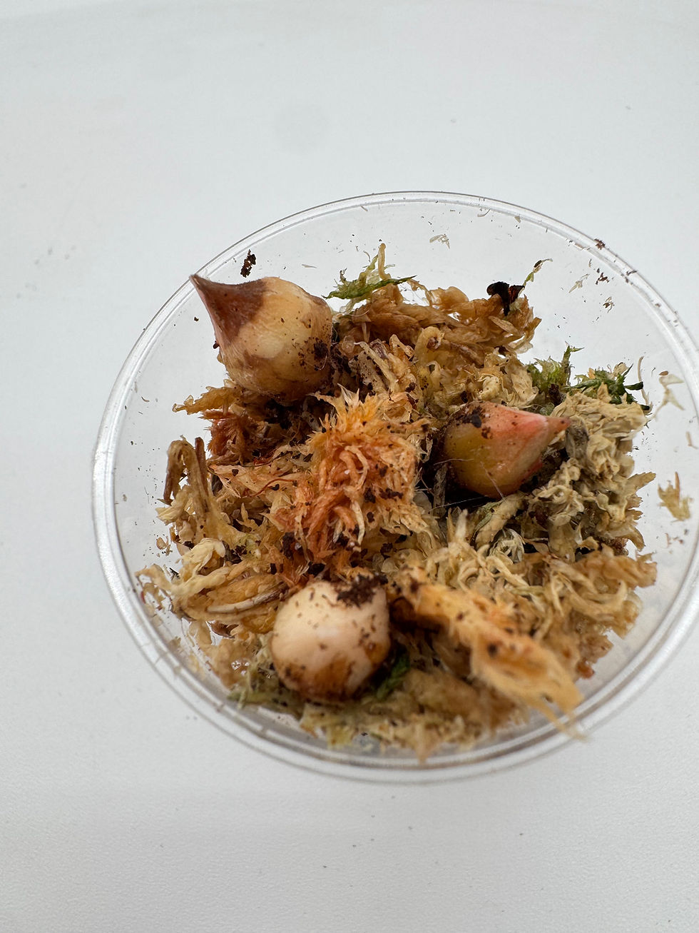 Miniaturbild: Alocasia Heart Balloon Mint Variegata Rhizom/ Bulb