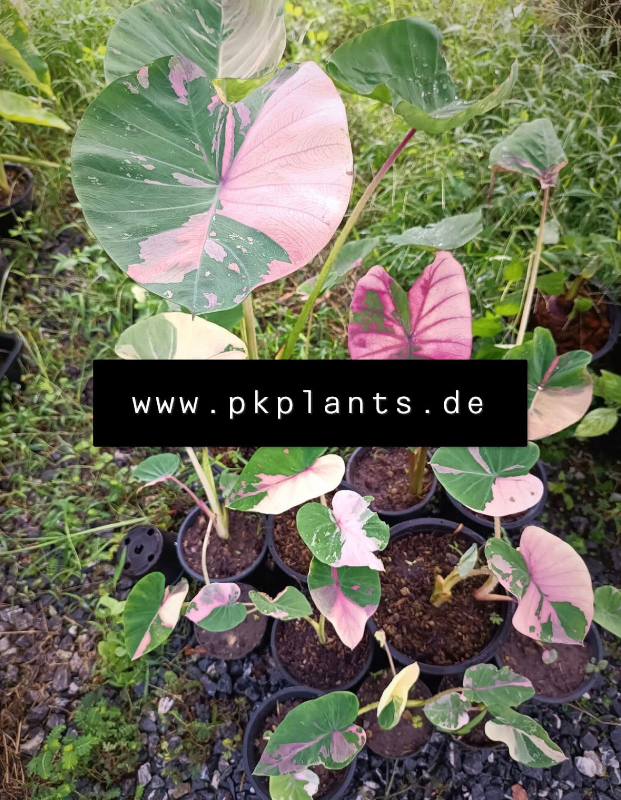 Colocasia Siam Ruby 20pcs -on request