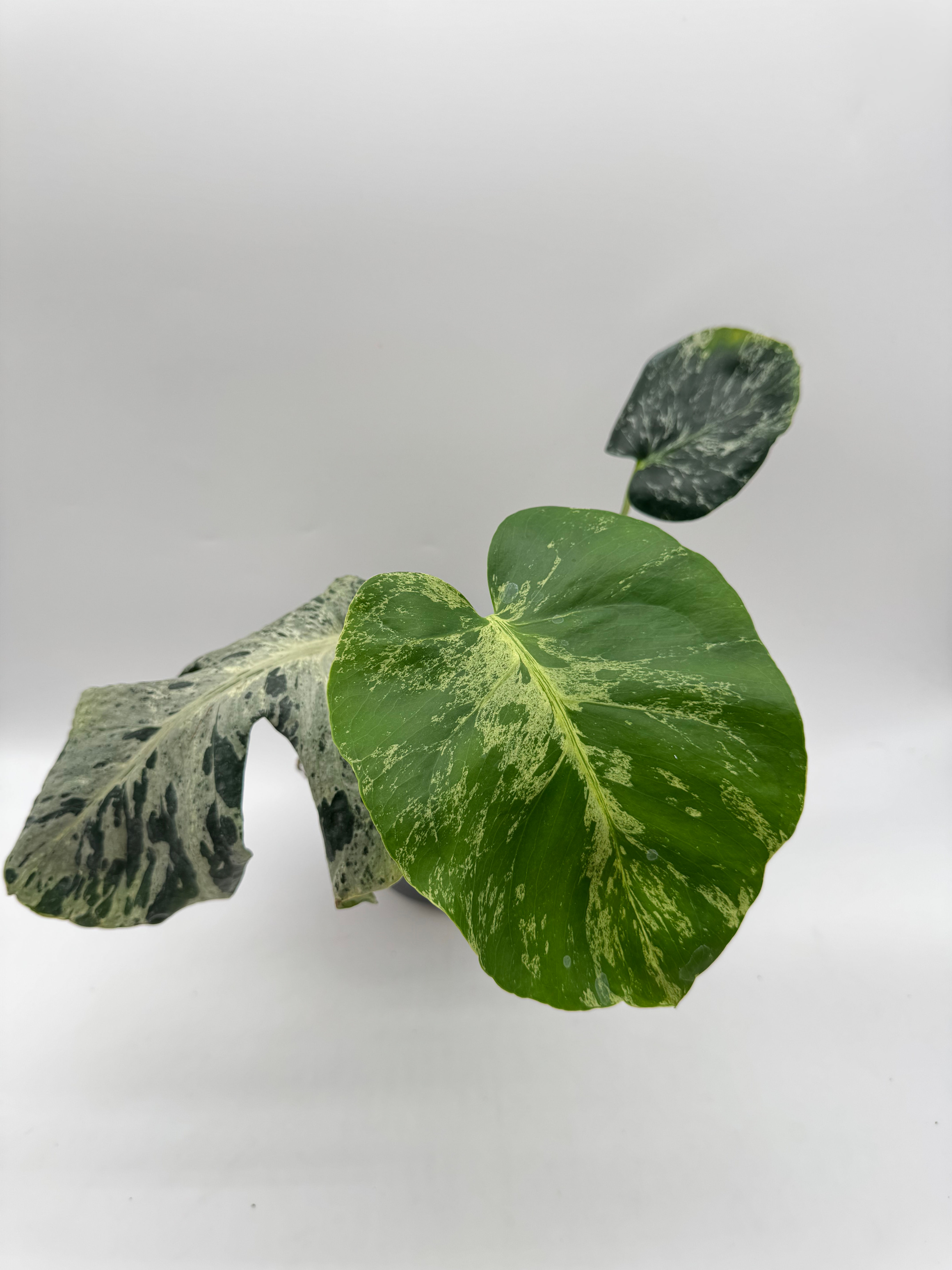 Monstera Vietciosa Variegata