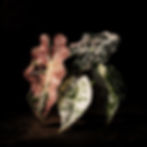 Alocasia