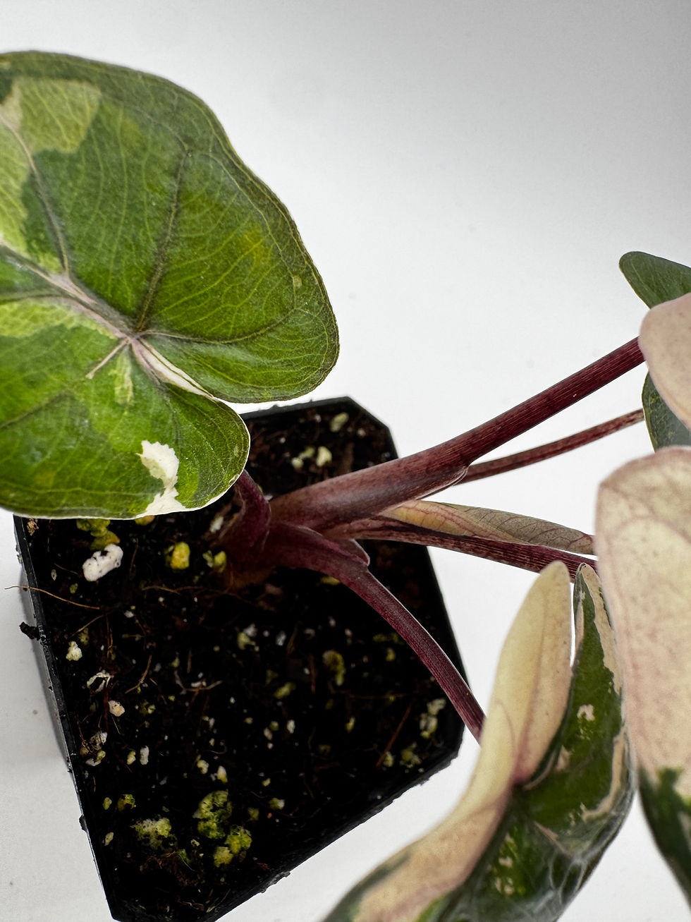Miniaturbild: Alocasia Yucatan Princess Pink Variegata aus Rhizom