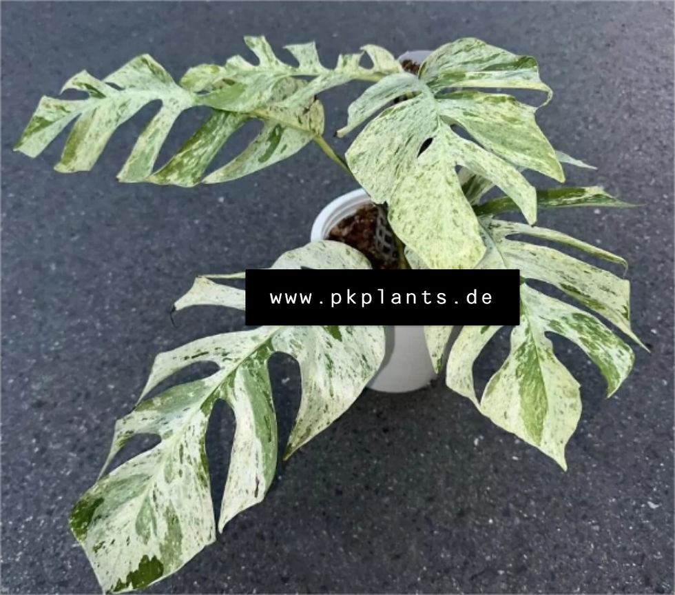 Epipremnum Sp.Bali Hanoman variegata 100