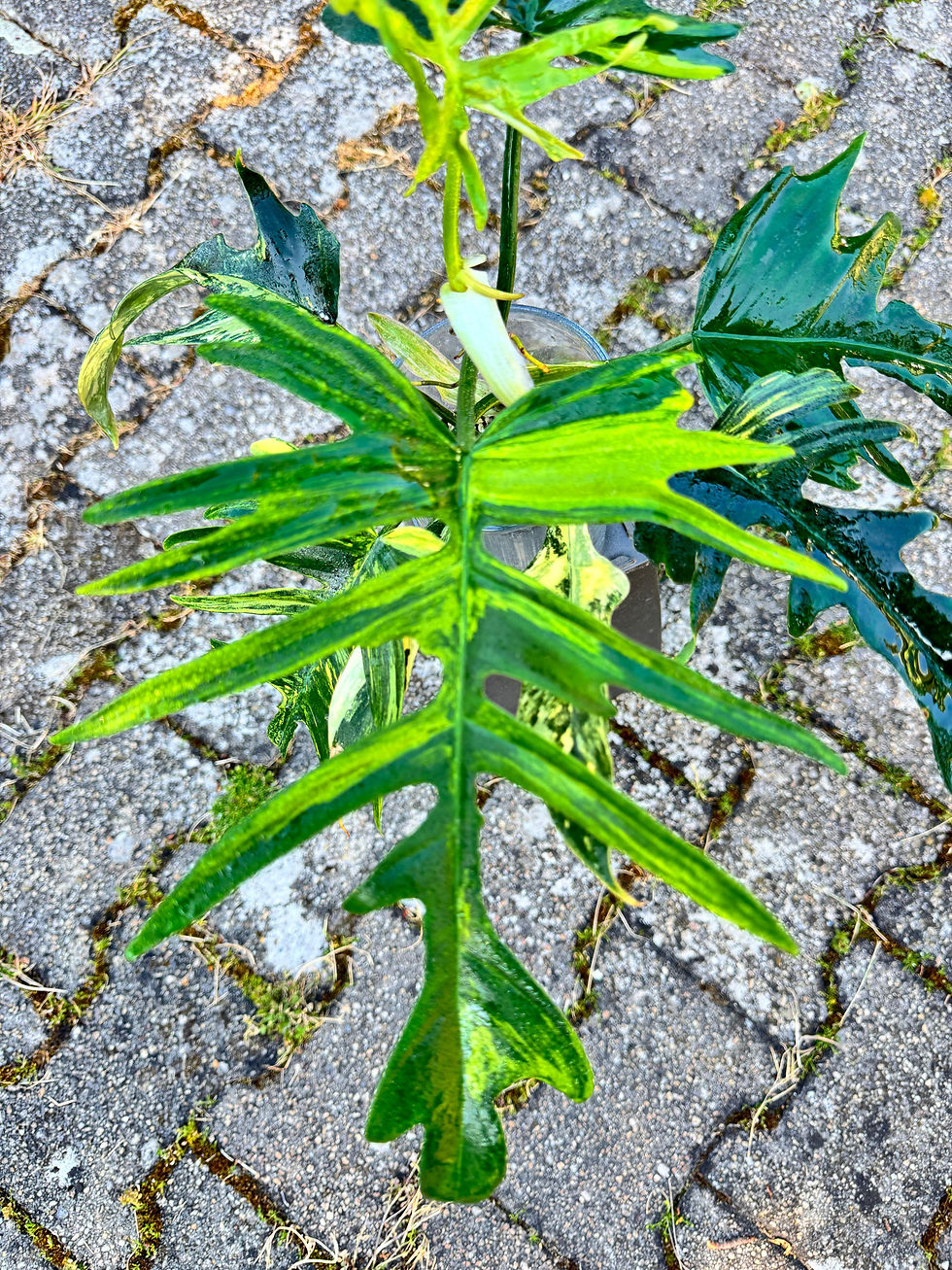 Miniaturbild: Philodendron Tortum x Florida Beauty Variegata