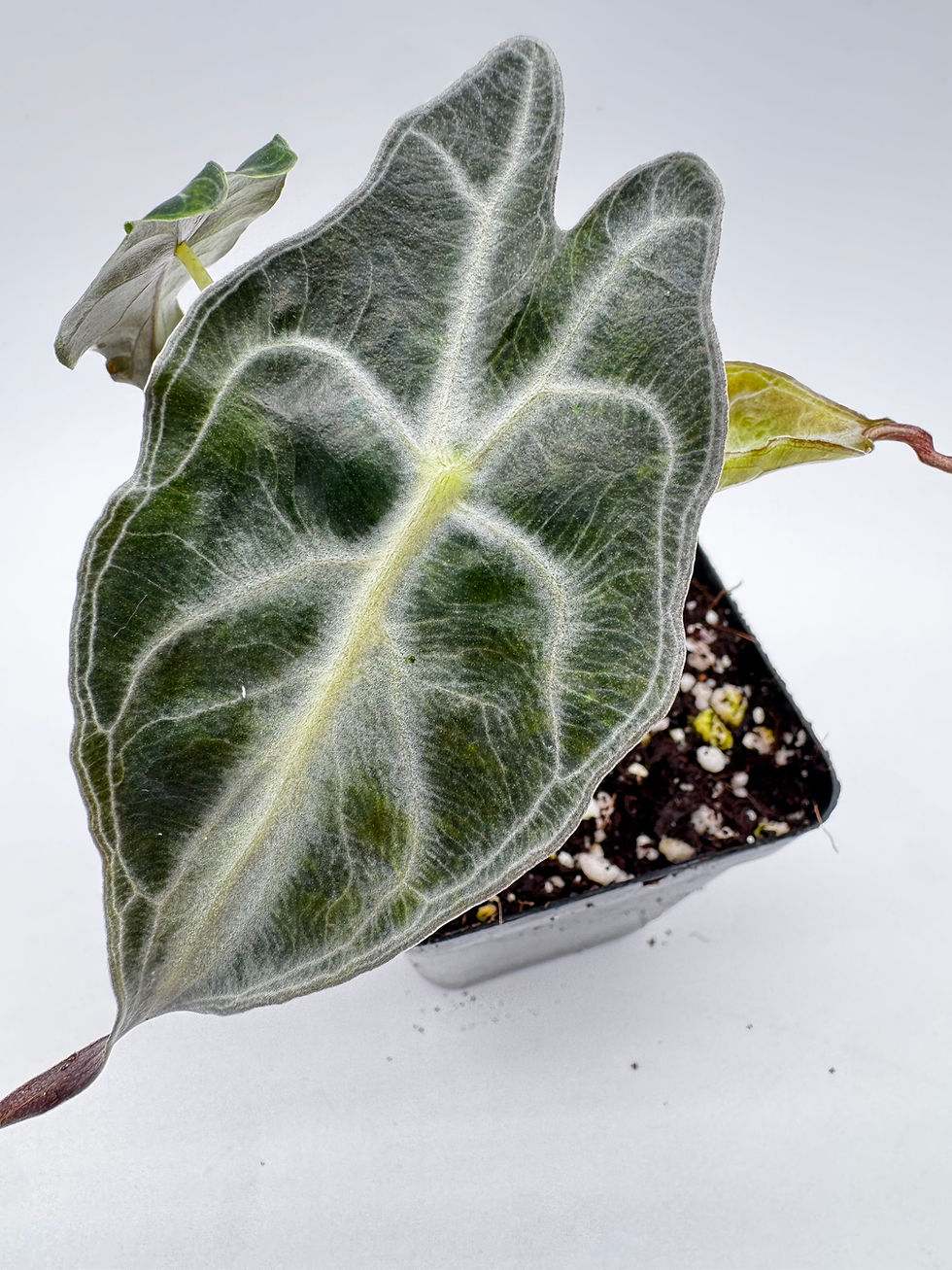 Miniaturbild: Alocasia Venom Aurea