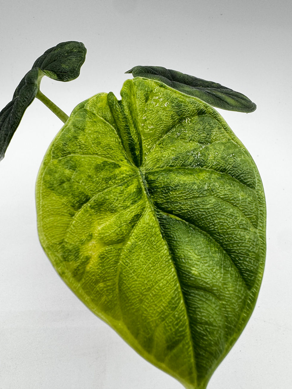 Miniaturbild: Alocasia Melo Aurea