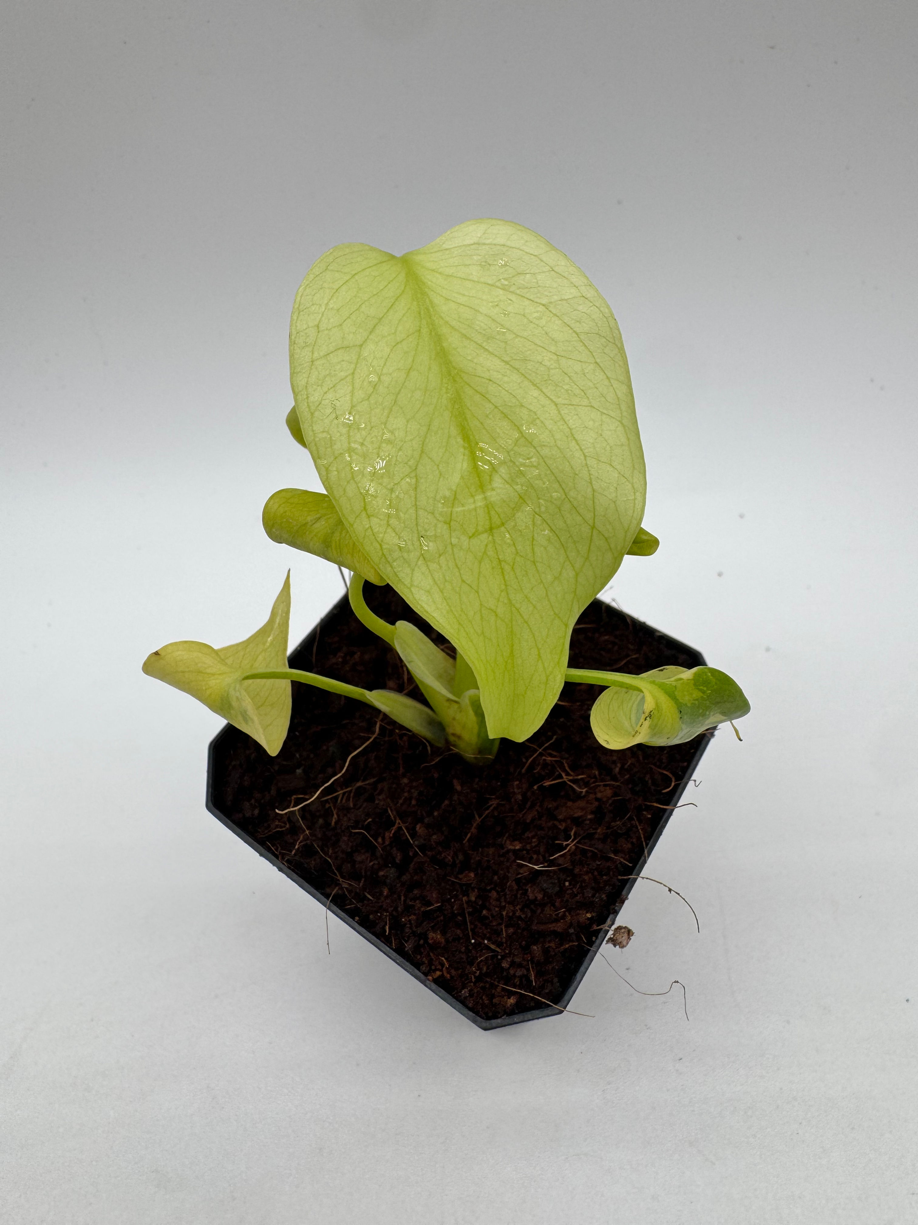 Monstera Lemon Lime Variegata