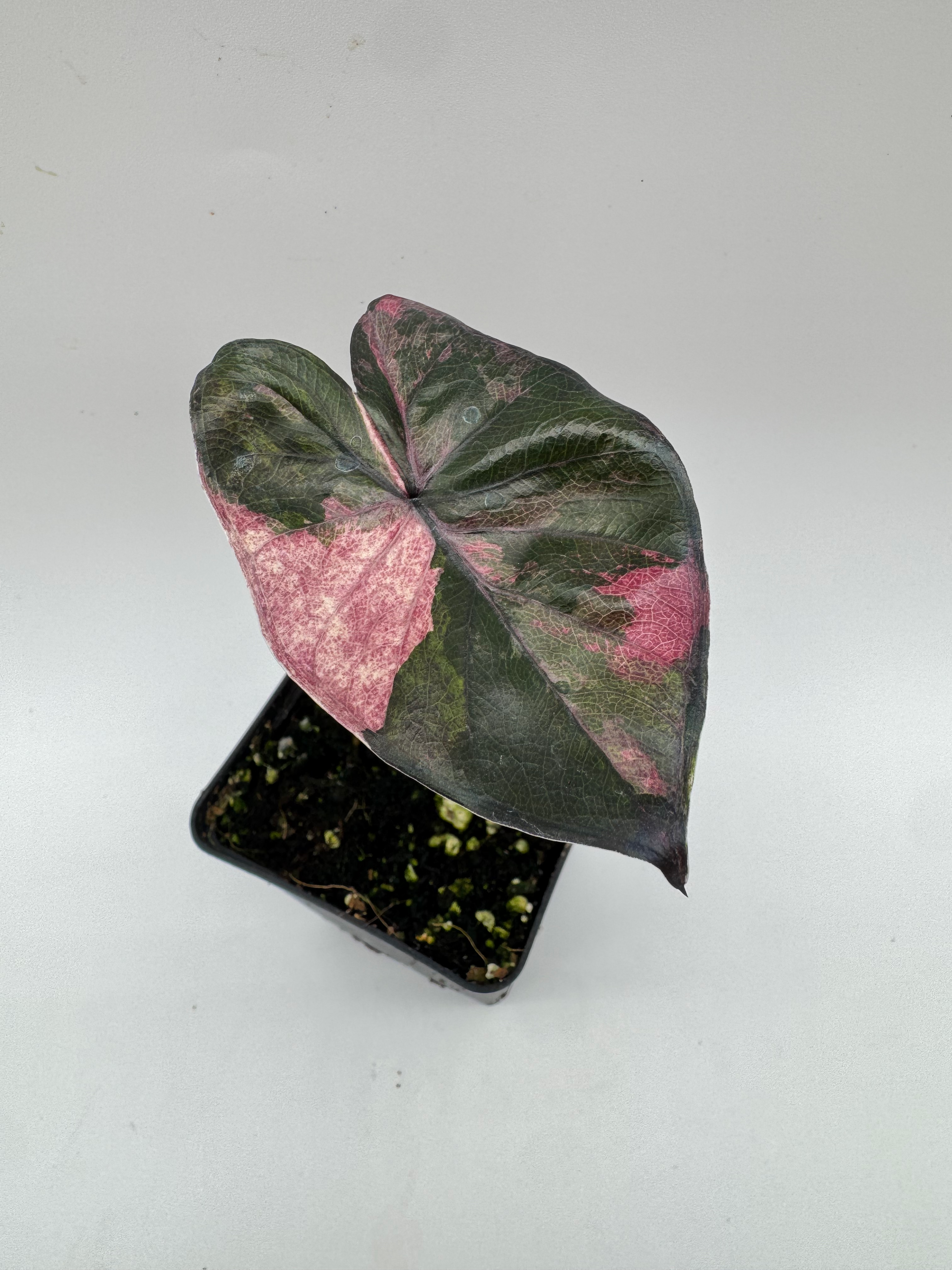 Alocasia Serendipity Pink Variegata